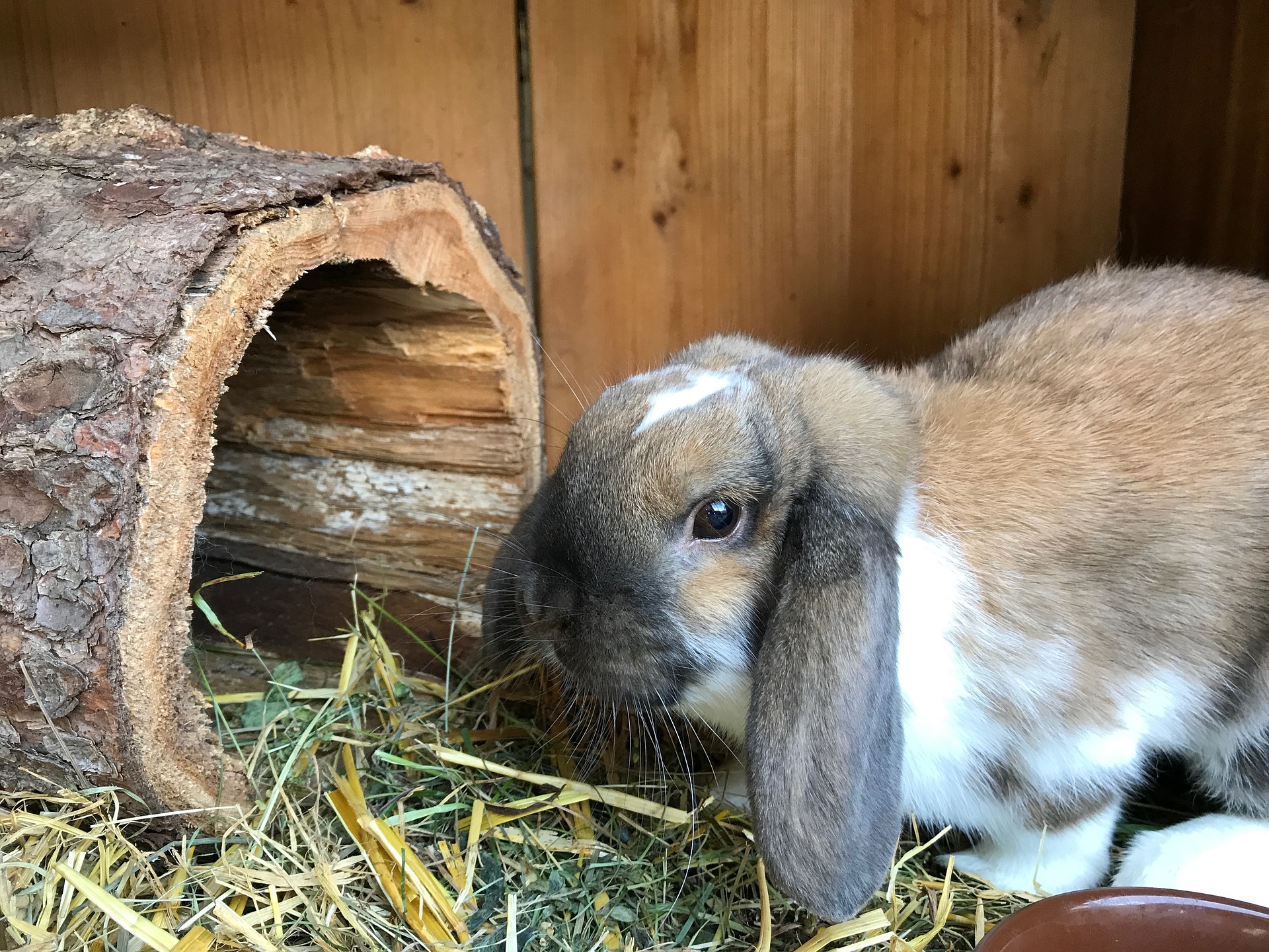 Fieno per conigli nani: la base della dieta (tipologie, tagli e uso)