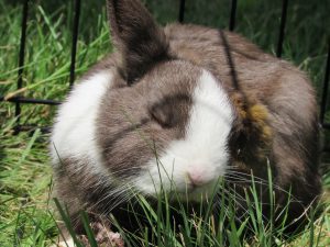 Coniglio nano si gratta dalle pulci