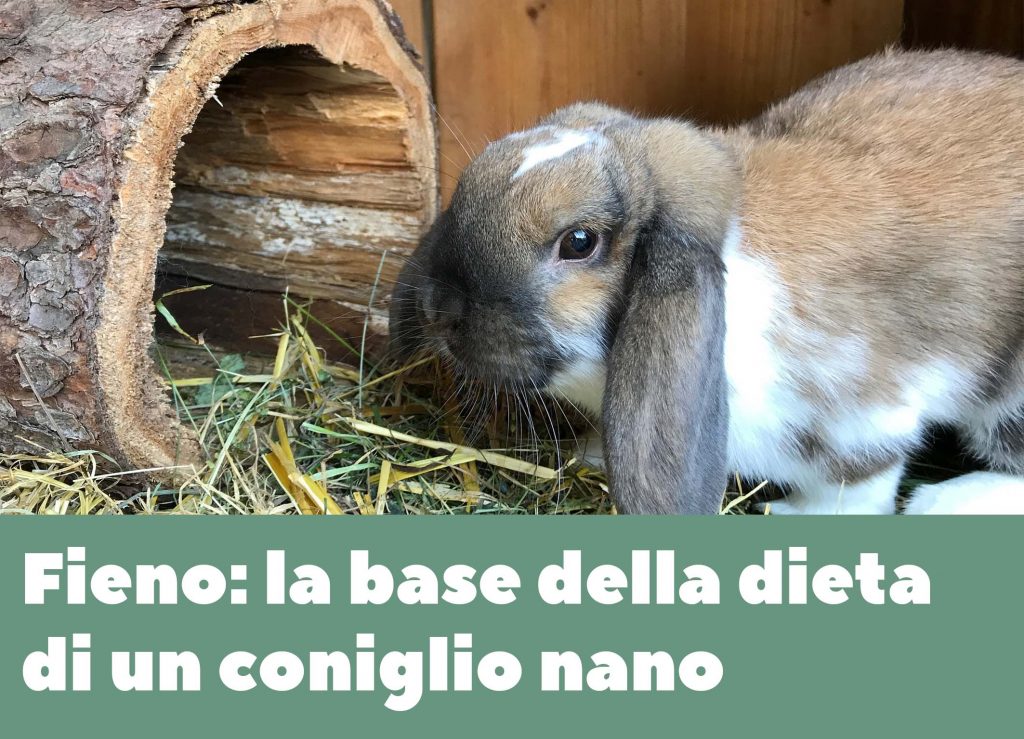 Fieno la base della dieta di un coniglio nano