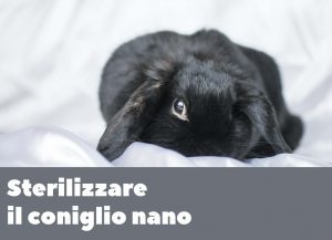 Sterilizzare il coniglio nano