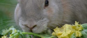 Coniglio mangia tarassaco