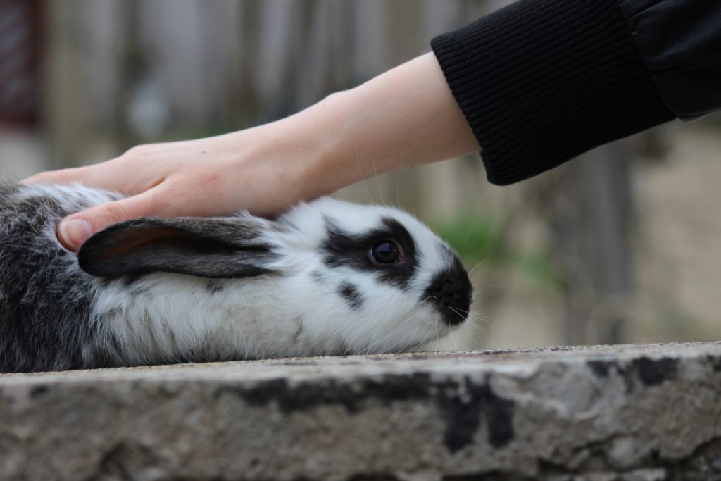 Ragazza accarezza un coniglio bianco a macchie nero
