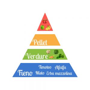 Piramide dell'alimentazione del coniglio nano