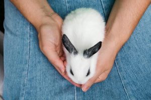 Piccolo coniglio nano fra le mani di una donna
