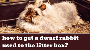 how to get a dwarf rabbit used to the litter box?
