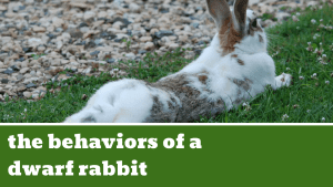 the behaviors of a dwarf rabbit