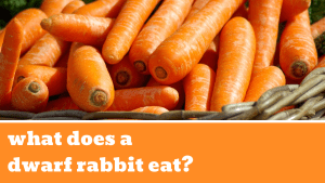 what does a dwarf rabbit eat?