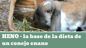 HENO - la base de la dieta de un conejo enano