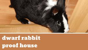 dwarf rabbit proof house