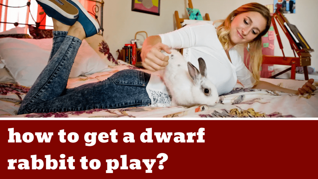 how to get a dwarf rabbit to play?